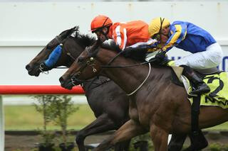 NZB Grad Talaria (NZ) Wins Listed Race on Debut. Photo: Trish Dunell.